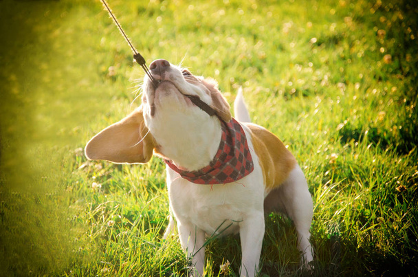 Zabawny szczeniak Beagle ciągnięcie jego smycz - Zdjęcie, obraz