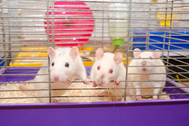 Rats - Photo, Image