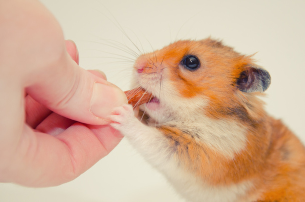 Greedy hamster - Photo, Image