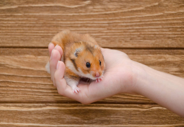 Hamster - Photo, Image