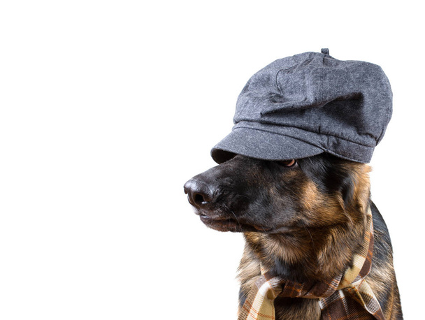 Funny German shepherd looking like a private detective - Photo, Image