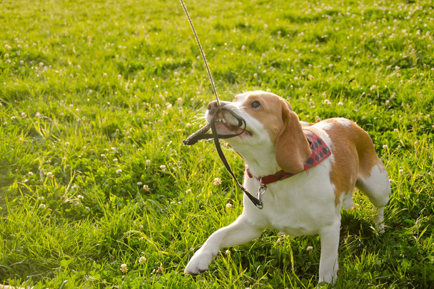Beagle kiskutya - Fotó, kép