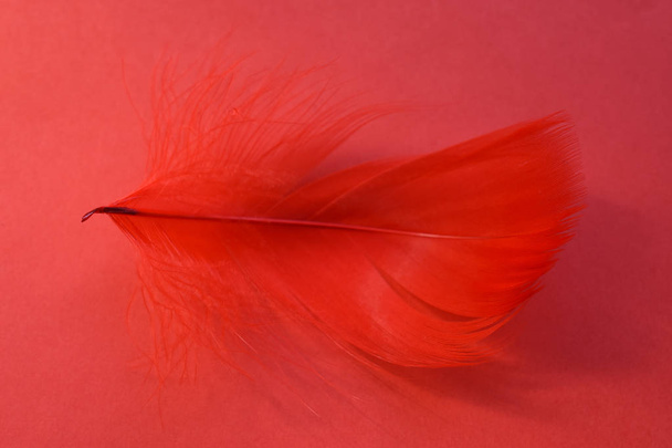 Kırmızı tüy - Fotoğraf, Görsel