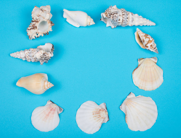 tengeri kagylókból gyűjteménye - Fotó, kép