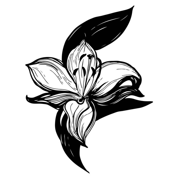 抽象的な花ベクトルブラックシルエット。背景ロゴのないオブジェクト - ベクター画像