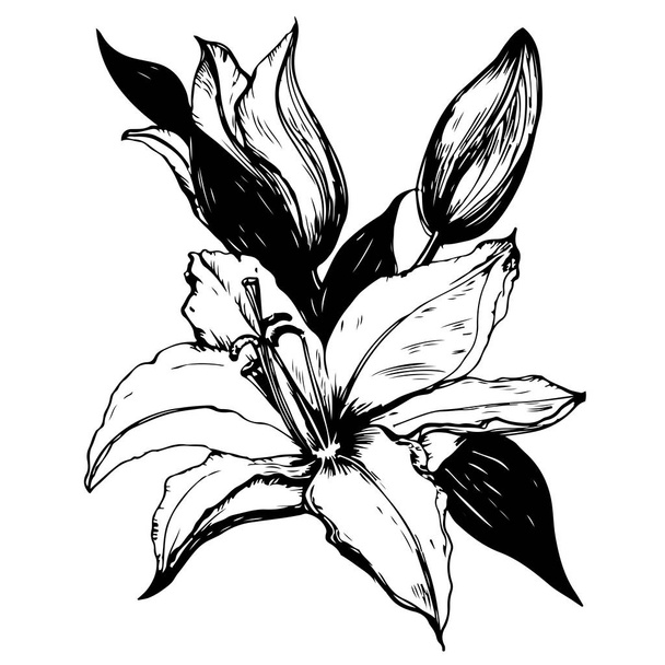 Vector illustration of lily in black and white colors. - Vector, Image