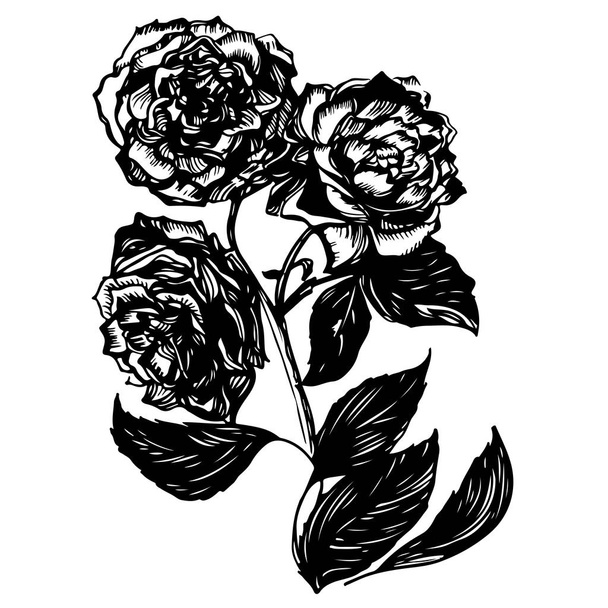 Διάνυσμα τατουάζ τριαντάφυλλα με φύλλα σε λευκό φόντο - Διάνυσμα, εικόνα