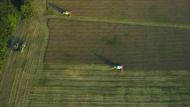 Bovenaanzicht kijken naar beneden in een combinatie Harvester snijden maïs gewassen op een zomerdag. 4k. - Video