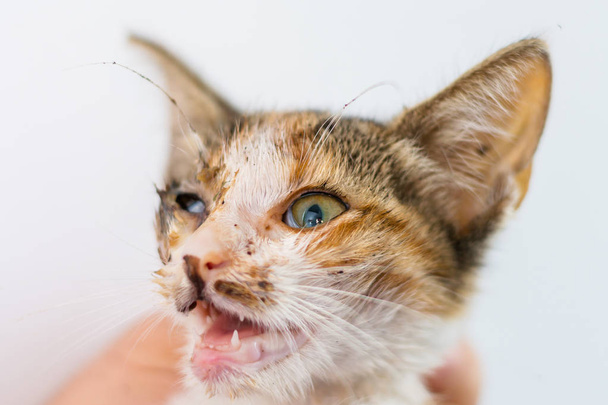 gatito con conjuntivitis purulenta y secreción nasal
 - Foto, imagen