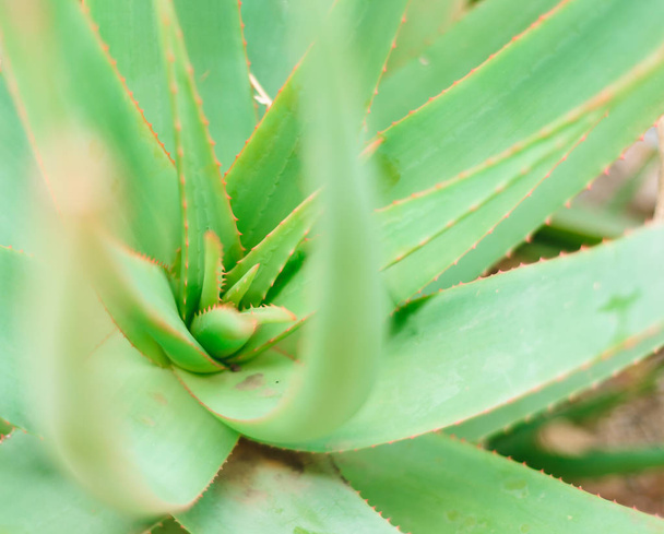 Aloe vera plants, tropical green plants, growing in the mountains, succulent - Φωτογραφία, εικόνα