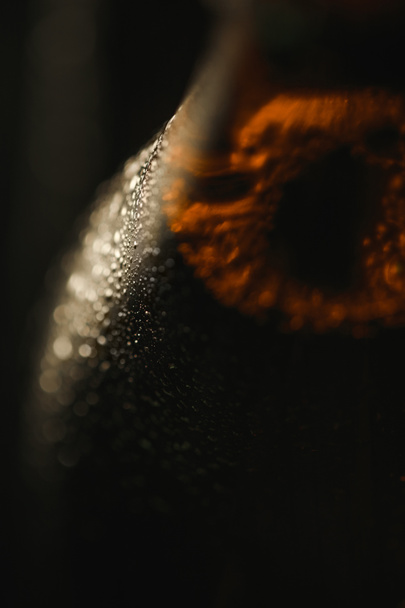 close up view of wet bottle of beer isolated on black - Φωτογραφία, εικόνα