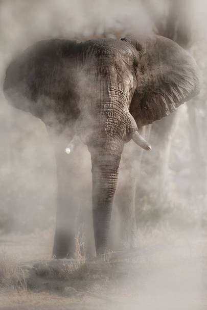 Καταπληκτικός Αφρικανός ελέφαντας. Τεράστιος ελέφαντας μπροστά από την κάμερα. Άγρια ζωή σκηνή με επικίνδυνο ζώο.   - Φωτογραφία, εικόνα
