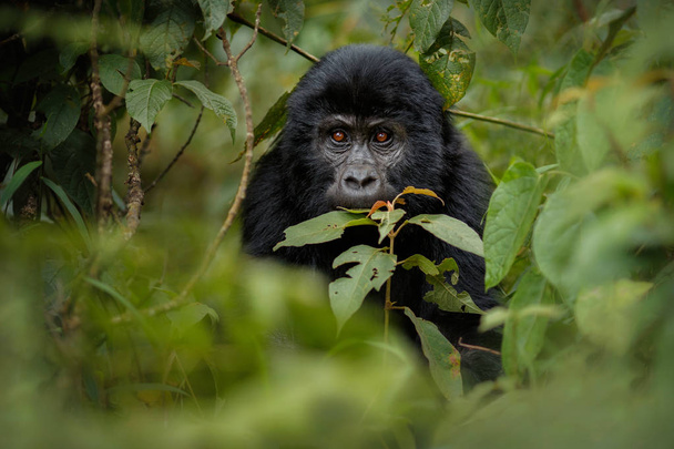 Veszélyeztetett keleti gorilla a zöld füves, ezüsthátú, gorilla beringei, ritka afrikai állat.  - Fotó, kép