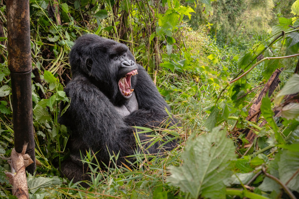 Zagrożone Wschodnie goryl na zielonych użytków zielonych, goryl beringei, rzadkie afrykańskie zwierzę.   - Zdjęcie, obraz