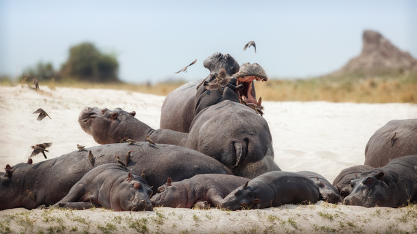 Animaux sauvages dans l'habitat naturel. La faune africaine. Hippopotame amphibie
. - Photo, image