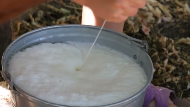 The milkmaid milks the cow by hand. Female hands squeeze the udder of cow in the pasture. Fresh milk with froth flows into an iron bucket. Milking in the yard - Footage, Video