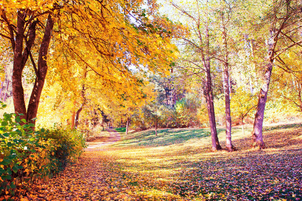 Värikäs syksyn puisto puiden ja auringonpaisteen kanssa Saksassa. - Valokuva, kuva