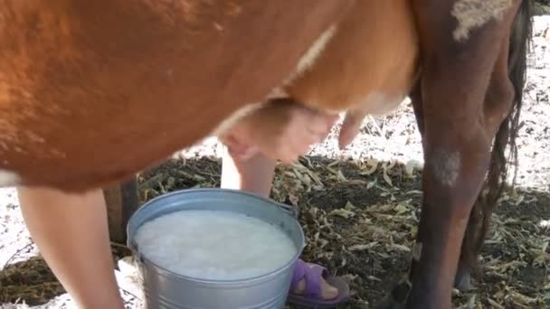 Het melkmeisje melkt de koe met de hand. Vrouwelijke handen persen de uier van de koe in de weide. Verse melk met schuim stroomt in een ijzeren emmer. Melken in de werf - Video