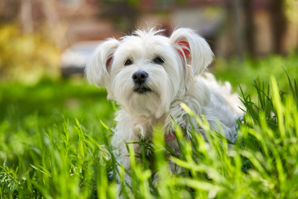 Cute biały pies w trawie na zewnątrz  - Zdjęcie, obraz