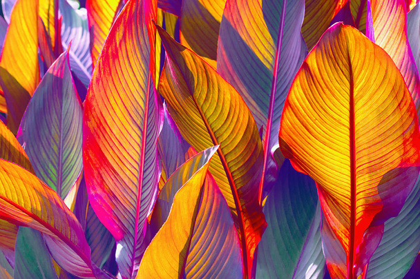 Güneş tarafından aydınlatılmış renkli yaprakların arkaplanı - Fotoğraf, Görsel