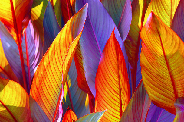 background of colorful leaves illuminated by the sun - Foto, imagen