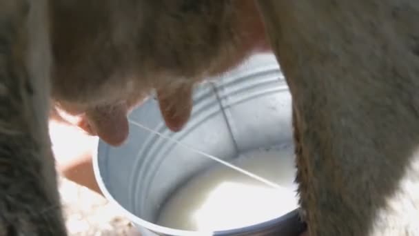 die Milchmagd melkt die Kuh von Hand. Weibliche Hände drücken das Euter der Kuh auf die Weide. Frischmilch mit Schaum fließt in einen eisernen Eimer. Melken im Hof - Filmmaterial, Video