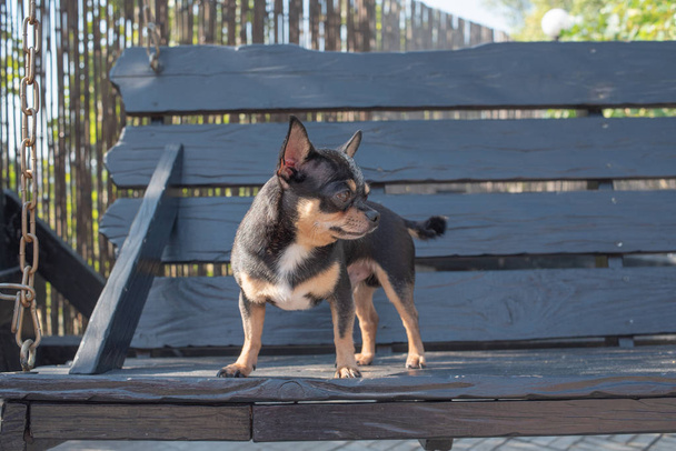 Chihuahua is sitting on the bench. The dog walks in the park. Black-brown-white color of chihuahua. - Photo, Image