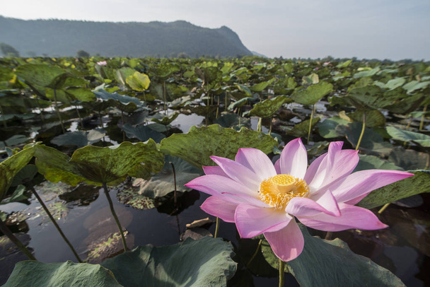CAMBODIA BATTAMBANG KAMPING POUY LAKE - Фото, изображение