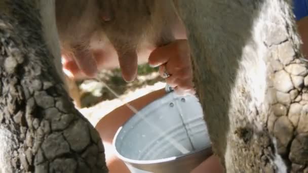 Mleczarka dojki krowy ręcznie. Kobiece ręce wycisnąć wymię krowy na pastwisku. Świeże mleko z spienione płynie do wiadra żelaza. Dojenie w stoczni - Materiał filmowy, wideo