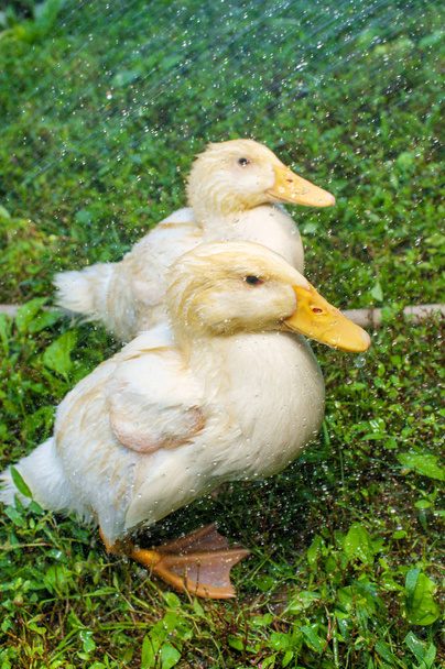Adolescent American Pekin Duckling - Photo, Image