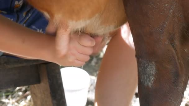 ミルクメイドは牛を手でミルクします。女性の手は牧草地で牛の乳房を絞る。泡が入った新鮮な牛乳が鉄のバケツに流れ込みます。庭で搾乳 - 映像、動画