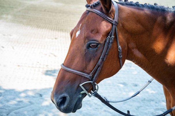 Closeup Horse Portrait Summer - Foto, Imagen