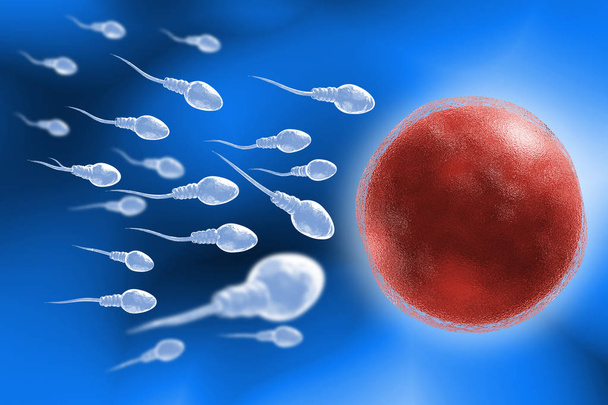 Esperma y Huevo Ilustración 3D
 - Foto, Imagen