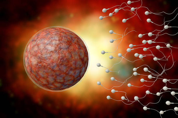 Sperm and Egg 3D Illustration - Photo, Image