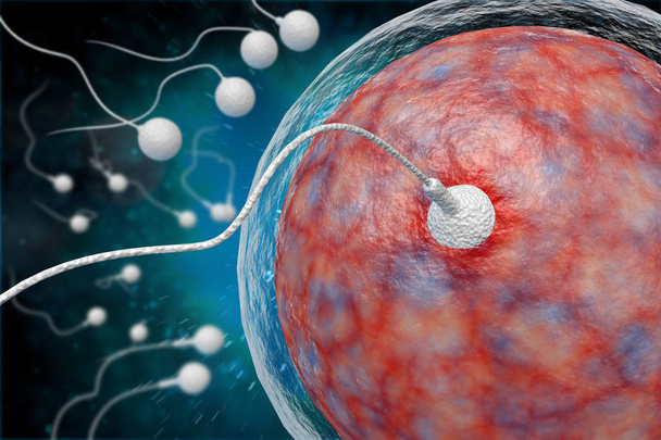 Sperma en ei 3D illustratie - Foto, afbeelding