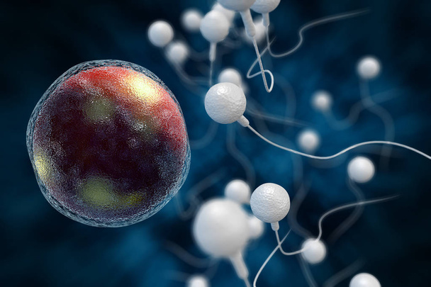 Esperma y Huevo Ilustración 3D
 - Foto, imagen