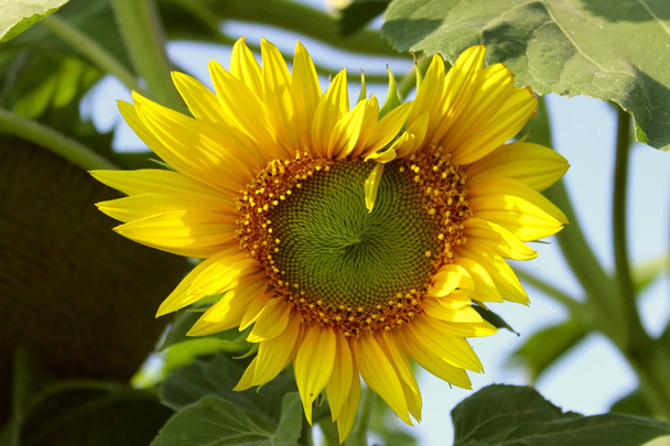 Kalp şeklinde ayçiçeği. Soyut aşk geçmişi. Yeşil yaprakları arka plan üzerinde sarı çiçek. - Fotoğraf, Görsel