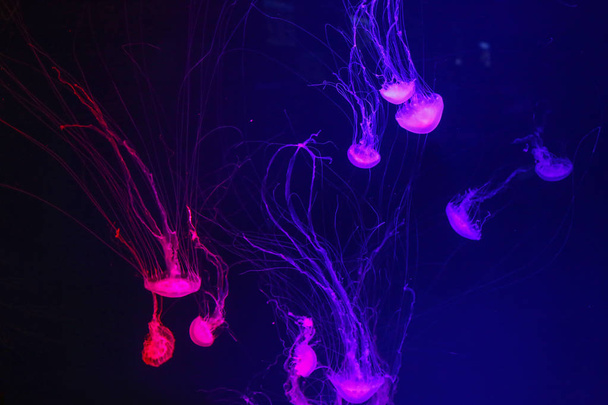 Close up of beautiful illuminated jellyfish - Foto, Imagen