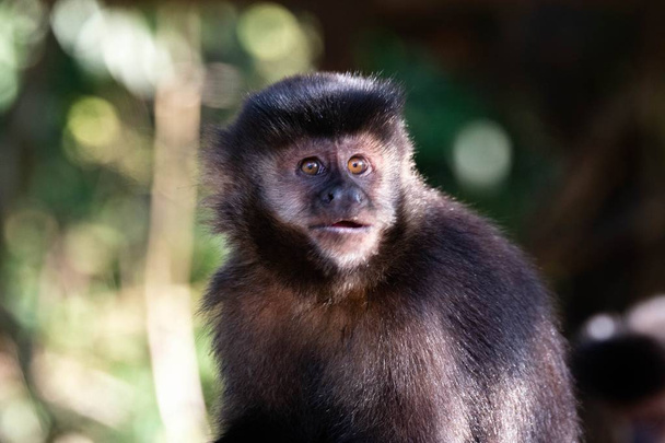 monkey with scared expression - Photo, Image