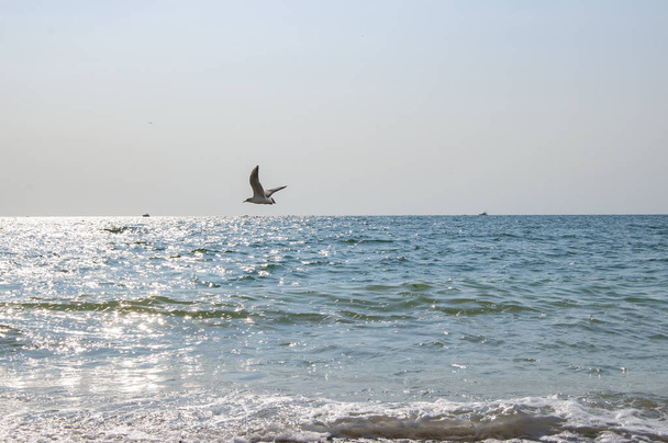 Pták létá přes moře proti modrému nebi - Fotografie, Obrázek
