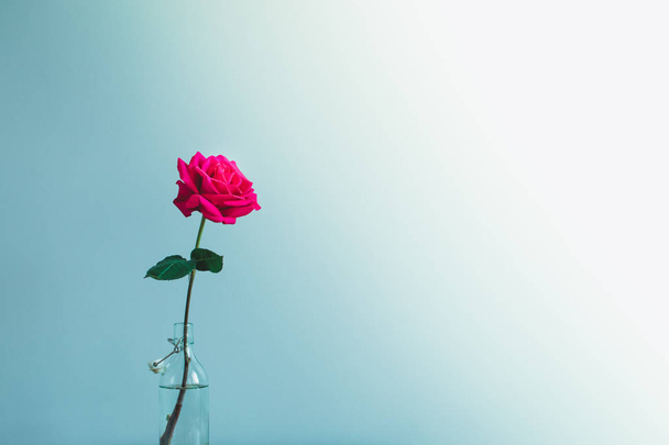 Rose flower in a bottle. - Photo, Image