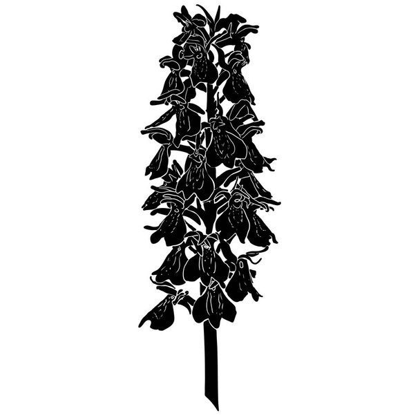 Schwarze Silhouette einer wilden Orchidee auf weißem Hintergrund. - Vektor, Bild