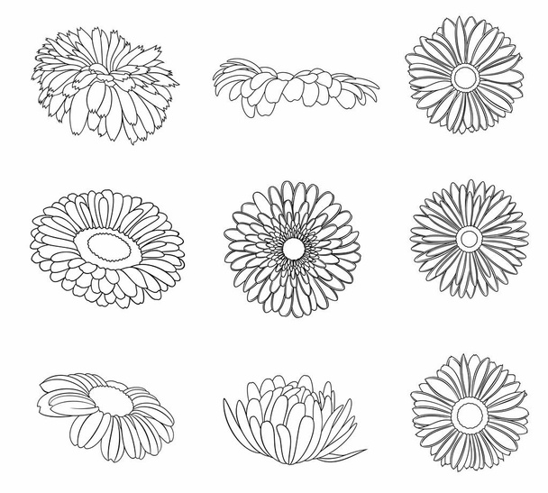 Vektor-Set mit detaillierten, realistischen Umrissen verschiedener Blütenknospen in schwarzer Farbe, isoliert, auf weißem Hintergrund. - Vektor, Bild