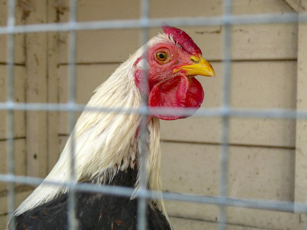 Черно-белый цыпленок с красной расческой в клетке, за решеткой
. - Фото, изображение