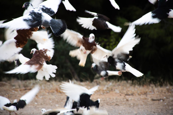 bandada de aves que vuelan fondo
 - Foto, Imagen