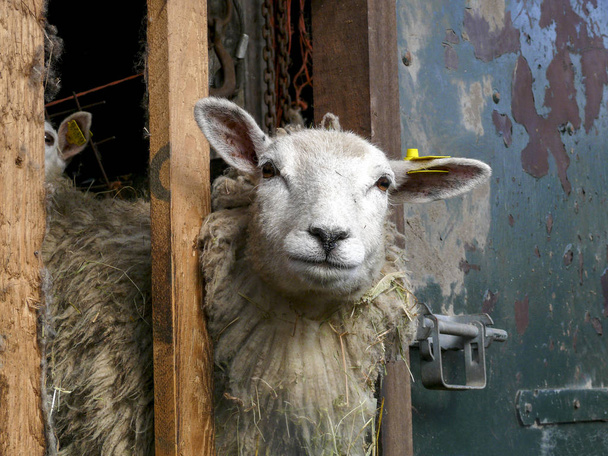 Le mouton regarde, jette un coup d'oeil à travers les étagères de l'écurie
. - Photo, image