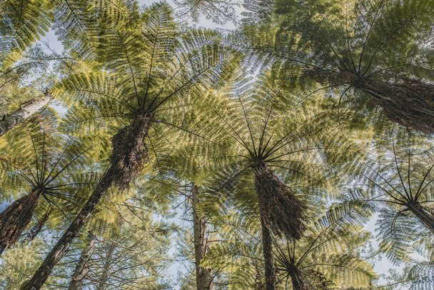 Tiro de baixo ângulo de uma floresta de samambaia verde exuberante com céu azul claro na Nova Zelândia
. - Foto, Imagem