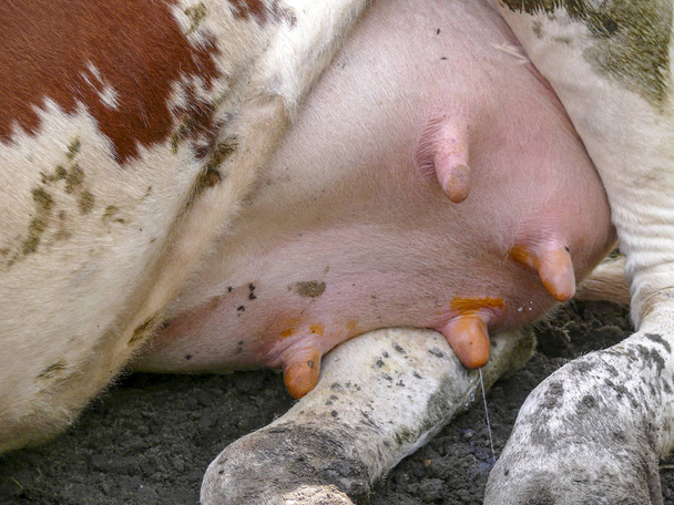 Ray tejet származik a tőgy a tehén feküdt a földön. - Fotó, kép