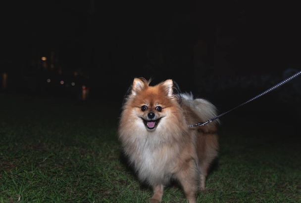 Um cão macho da Pomerânia de trela à noite com um fundo preto. Espaço para o tipo
. - Foto, Imagem
