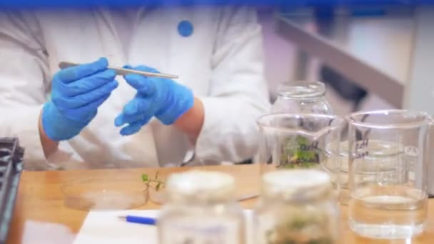 Βιοτεχνολογία και γενετική μηχανική-μια γυναίκα εργασία εργασίας με δείγματα φυτών σε δοκιμαστικούς σωλήνες - Πλάνα, βίντεο